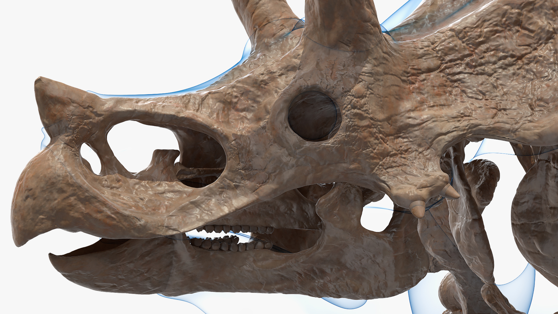 Triceratops Skeleton Fossil with Transparent Skin 3D model