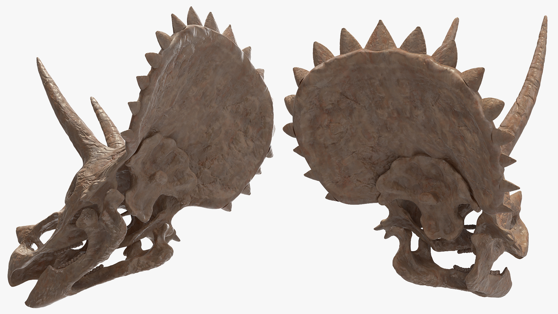 Triceratops Skeleton Fossil with Transparent Skin 3D model