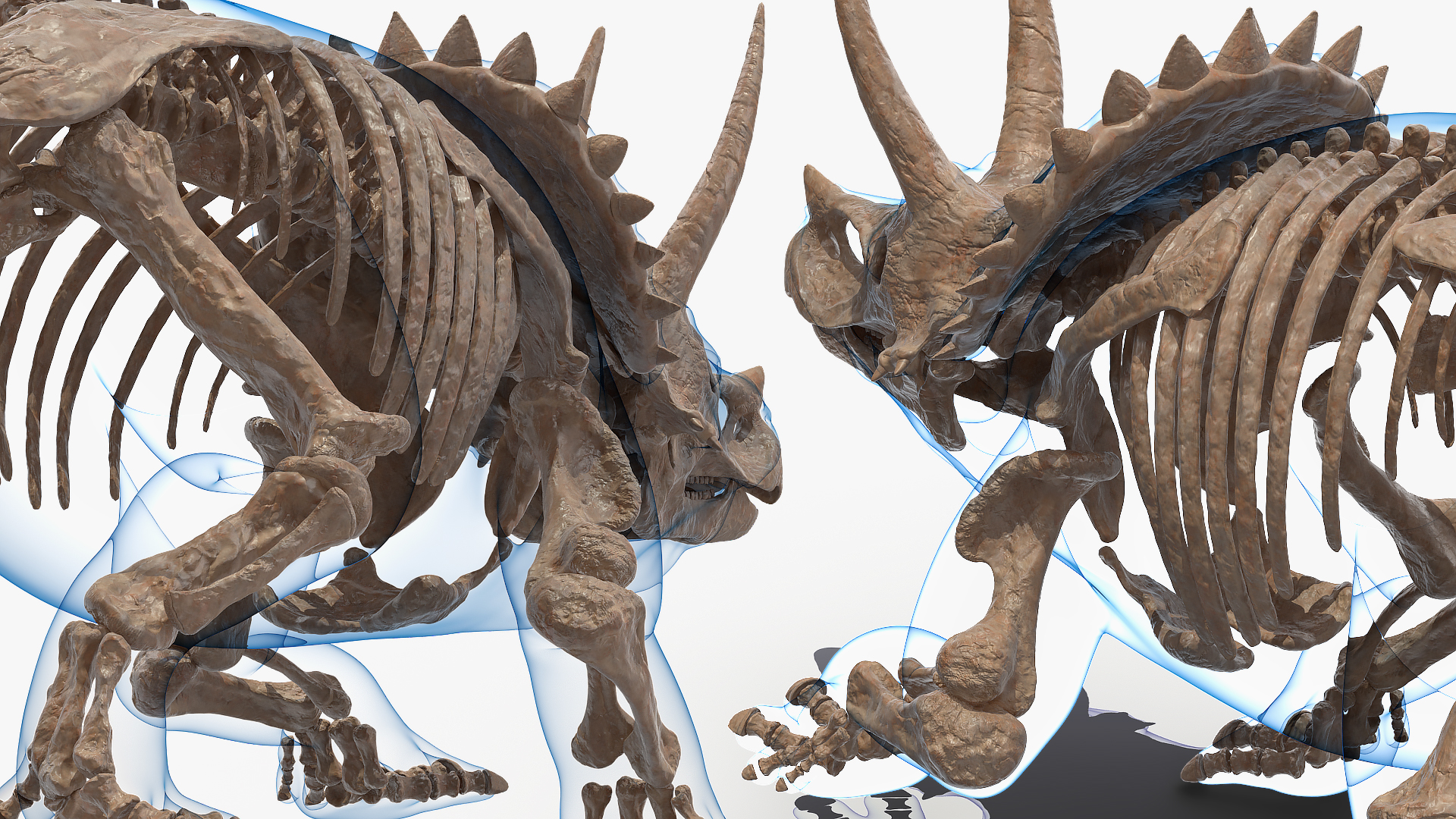 Triceratops Skeleton Fossil with Transparent Skin 3D model