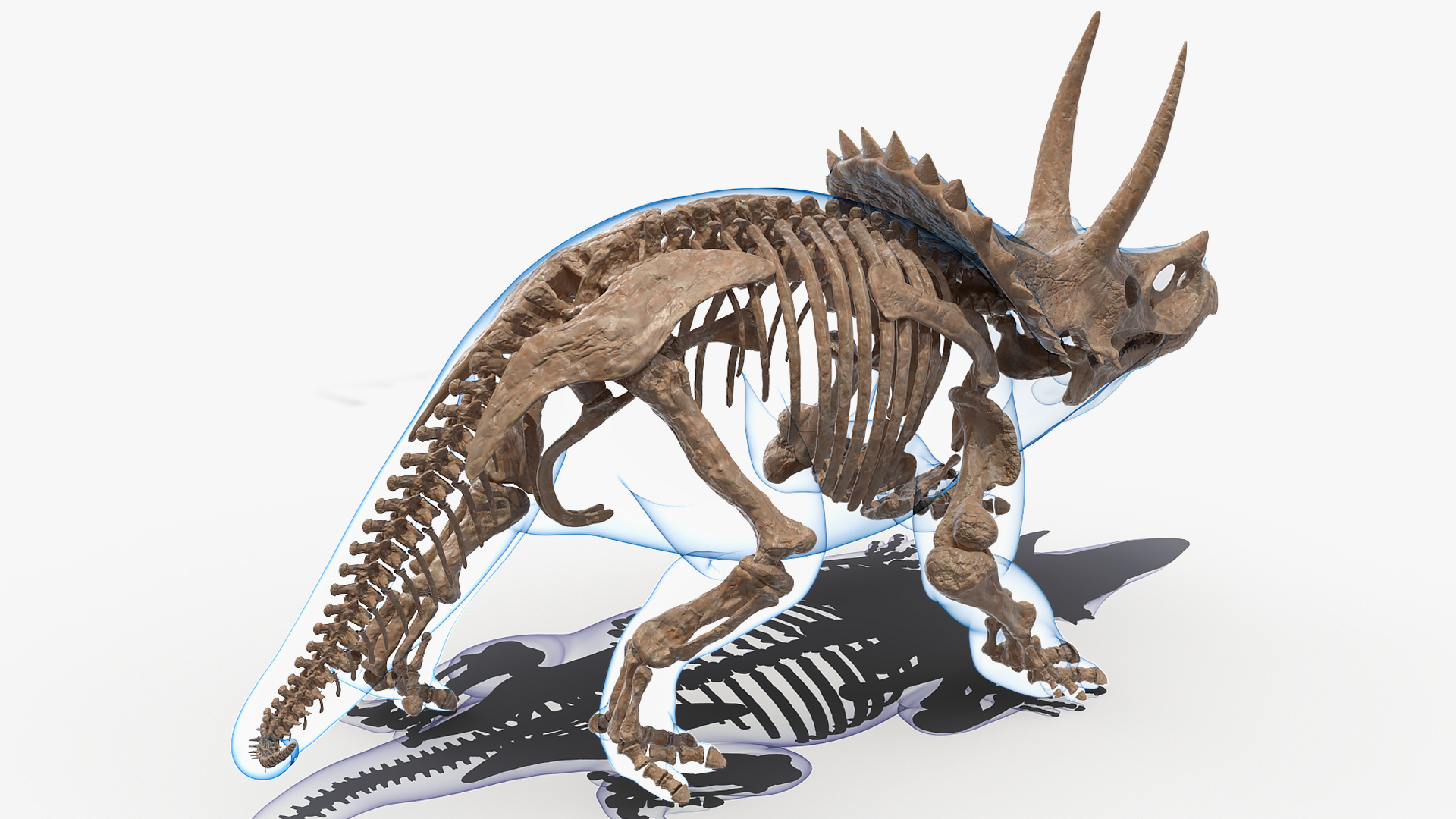 Triceratops Skeleton Fossil with Transparent Skin 3D model