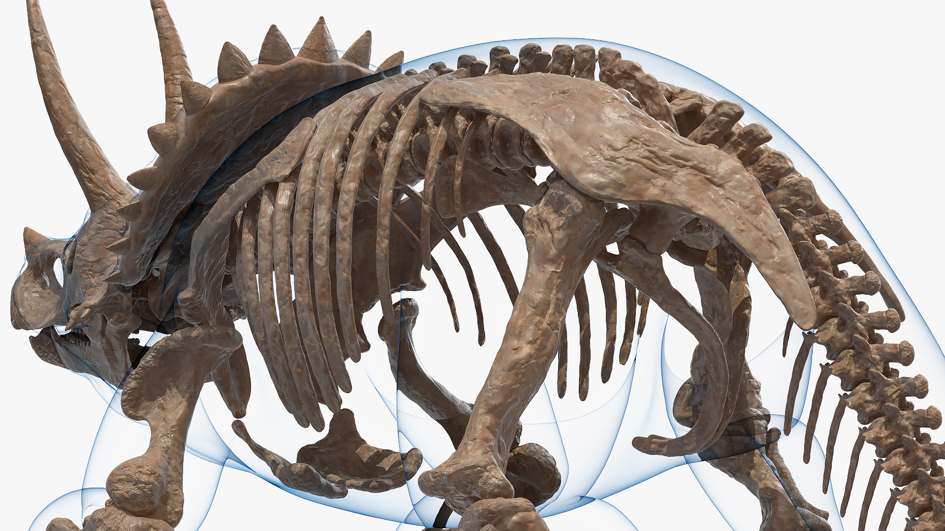 Triceratops Skeleton Fossil with Transparent Skin 3D model