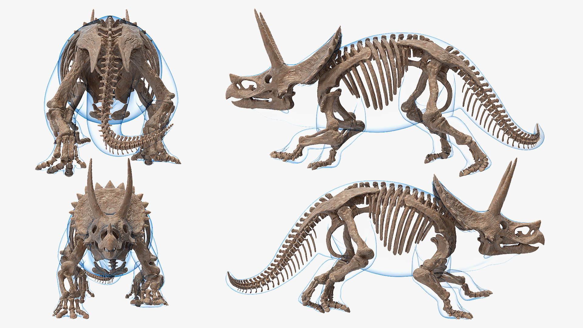 Triceratops Skeleton Fossil with Transparent Skin 3D model