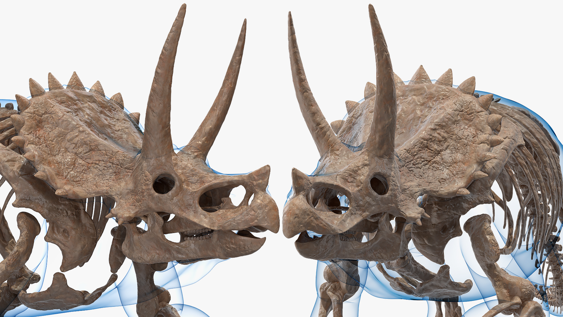 Triceratops Skeleton Fossil with Transparent Skin 3D model