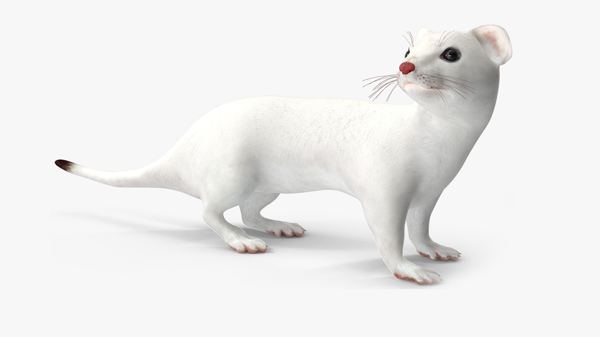 3D model Ermine Mammal White Rigged for Cinema 4D