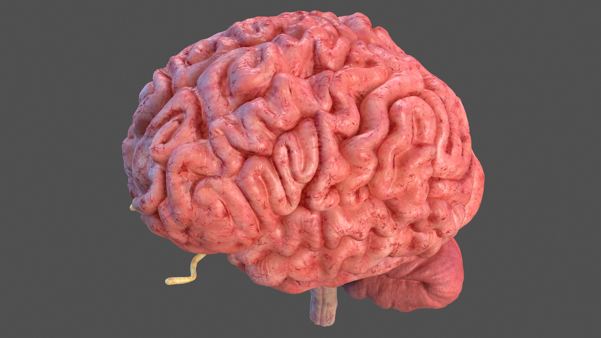 Human Brain Full Anatomy 3D model