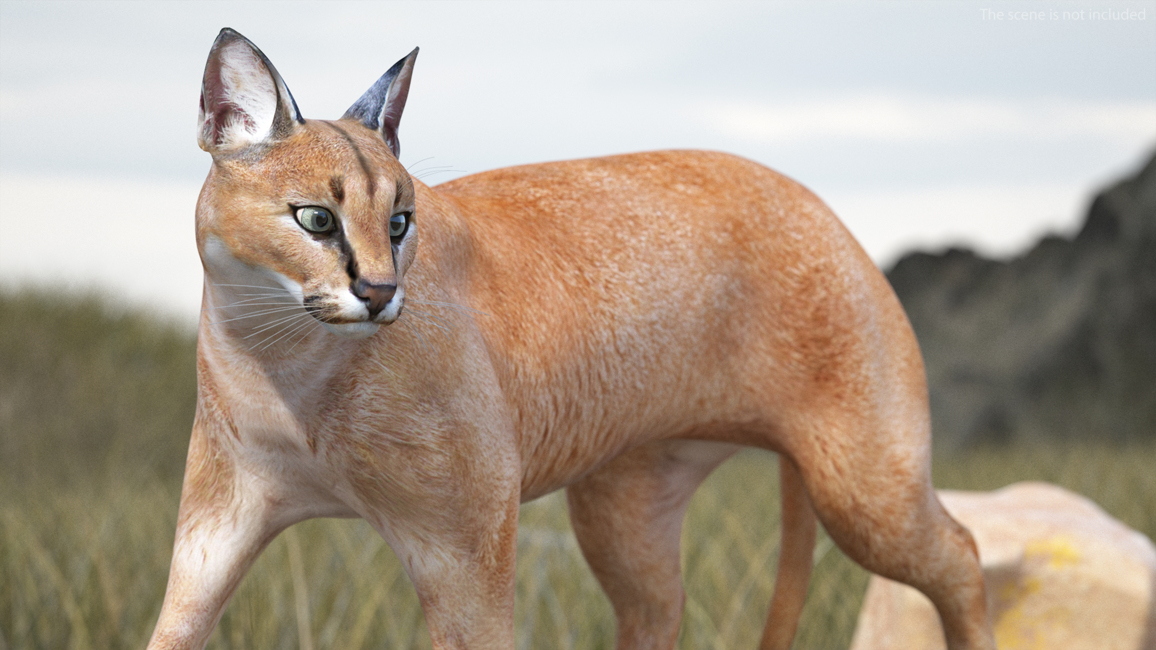 Caracal Cat Walking Pose 3D model