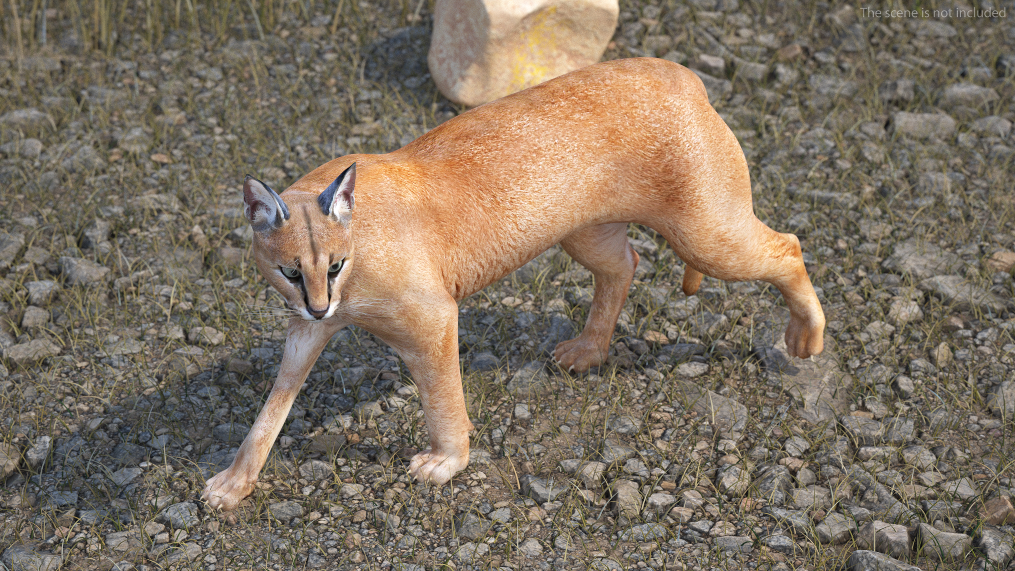 Caracal Cat Walking Pose 3D model