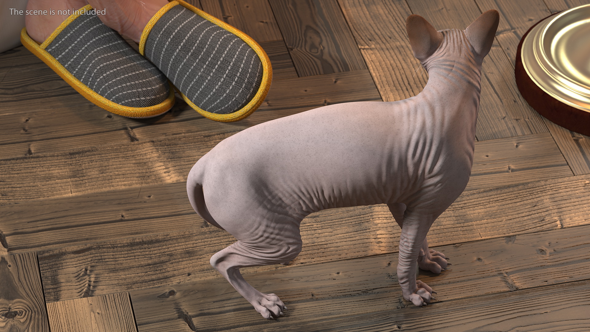 Dark Solid Color Sphynx Cat 3D