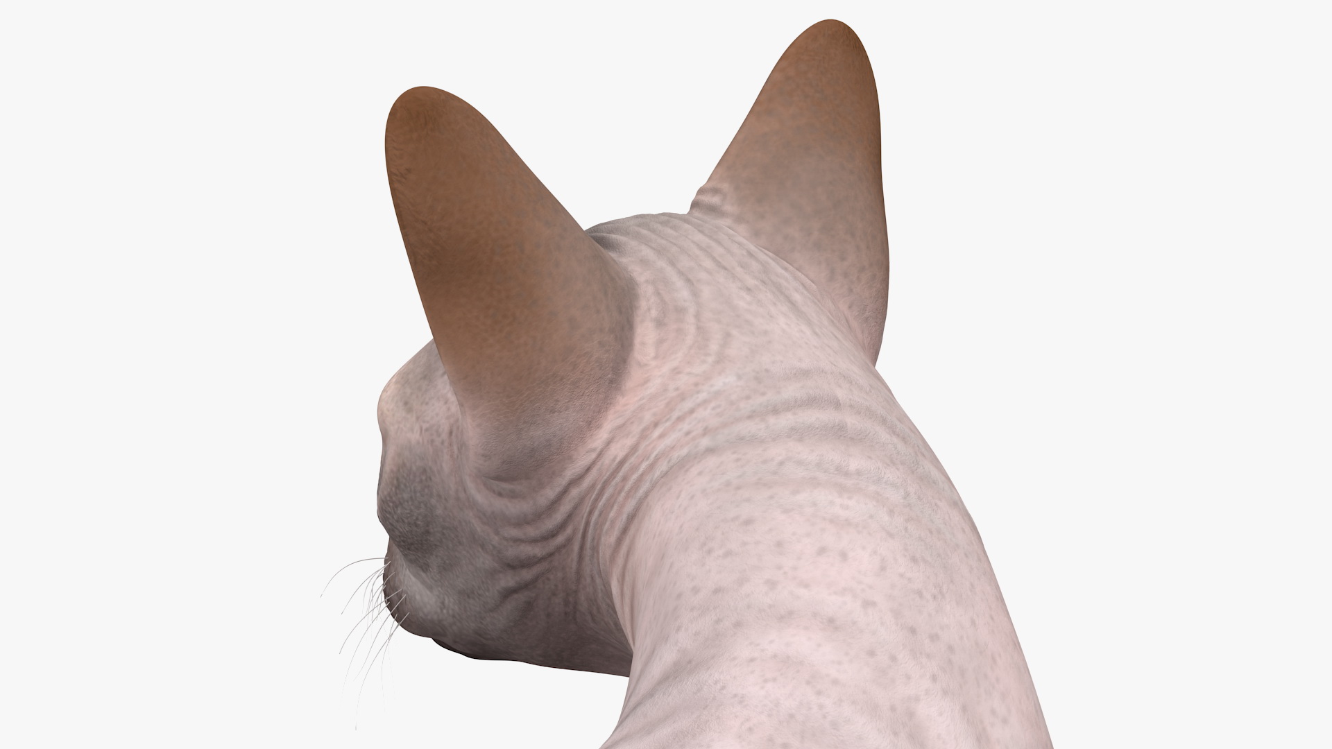 Dark Solid Color Sphynx Cat 3D