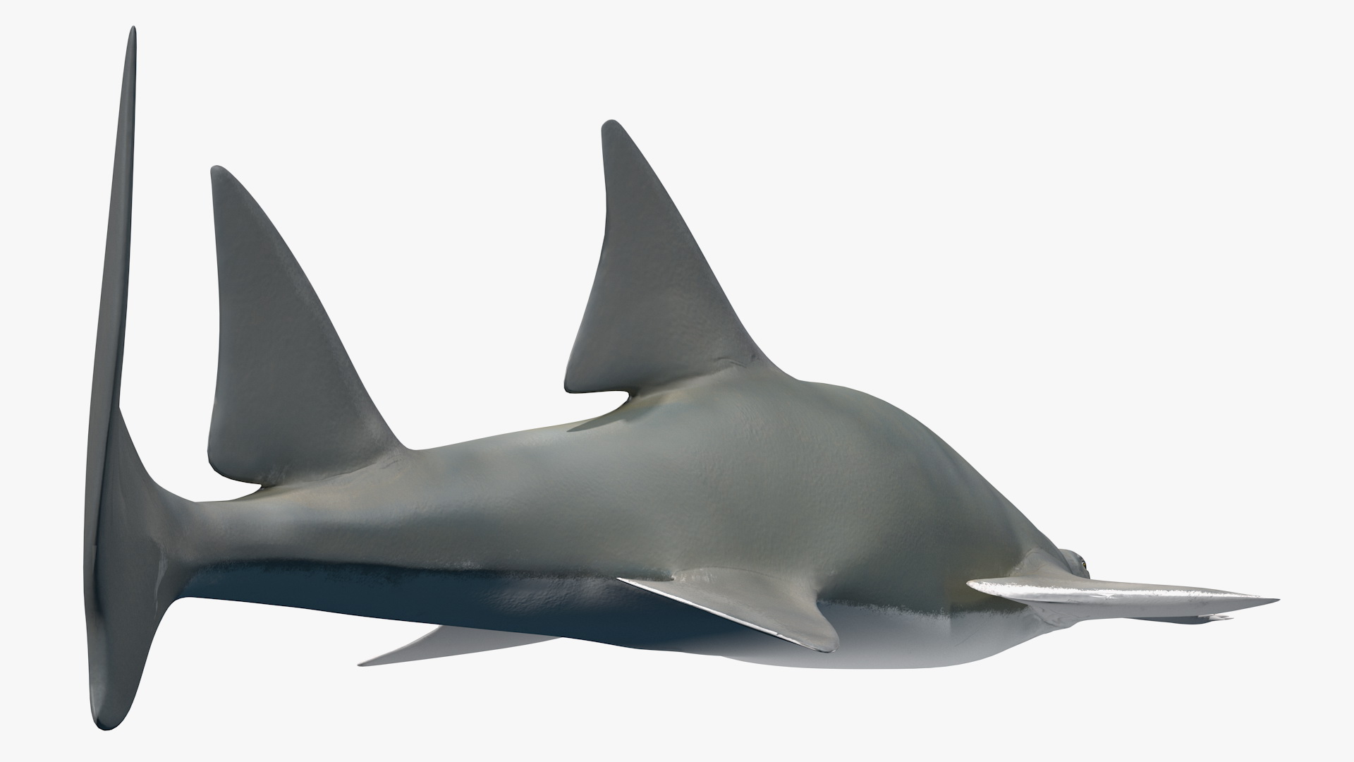 Sawfish Attack Pose 3D model