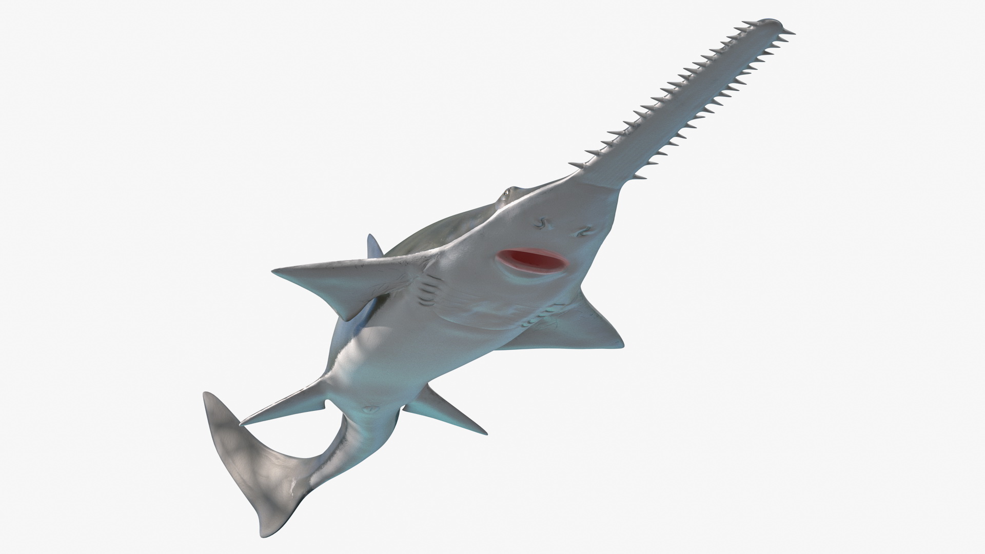 Sawfish Attack Pose 3D model