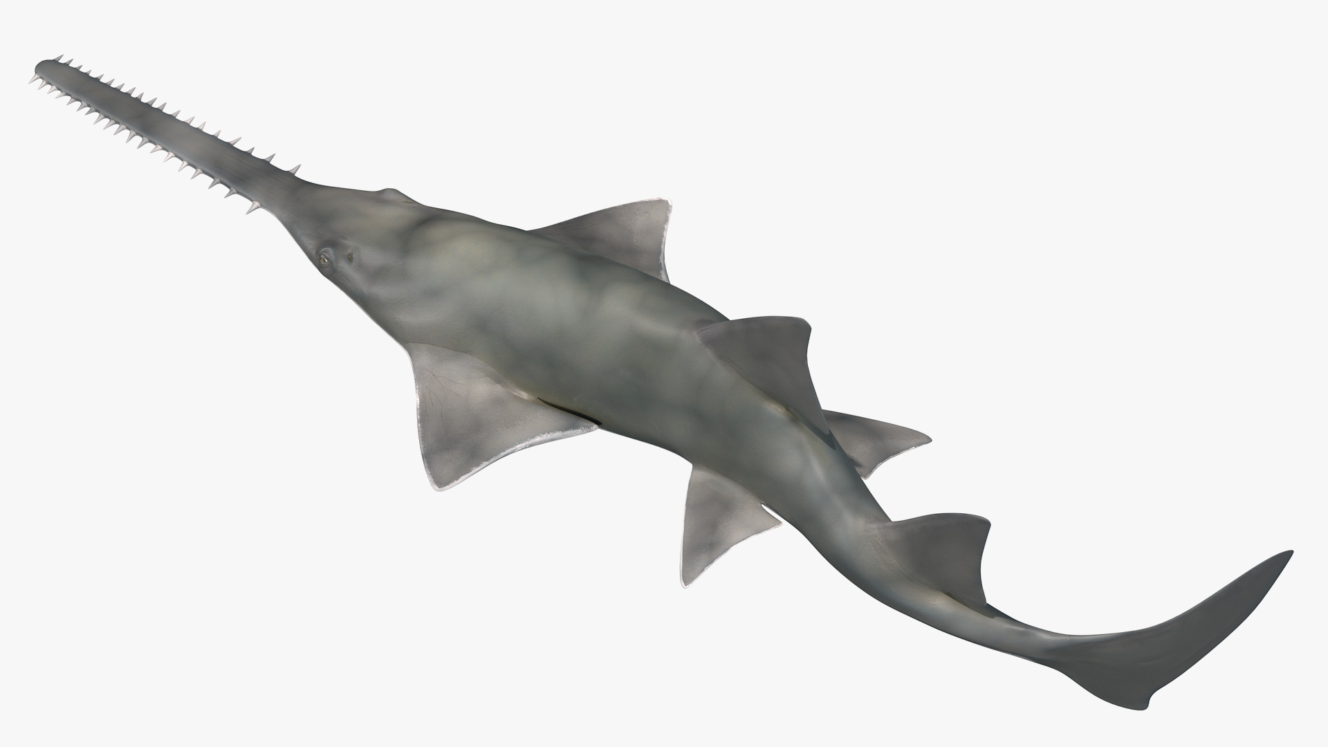 Sawfish Attack Pose 3D model