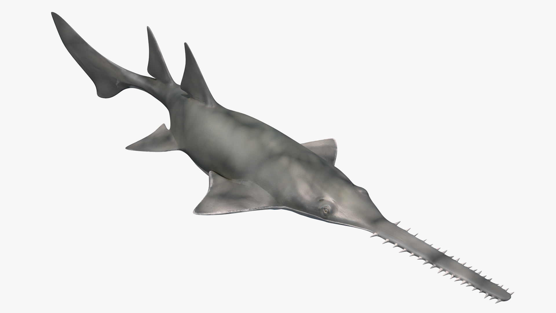 Sawfish Attack Pose 3D model