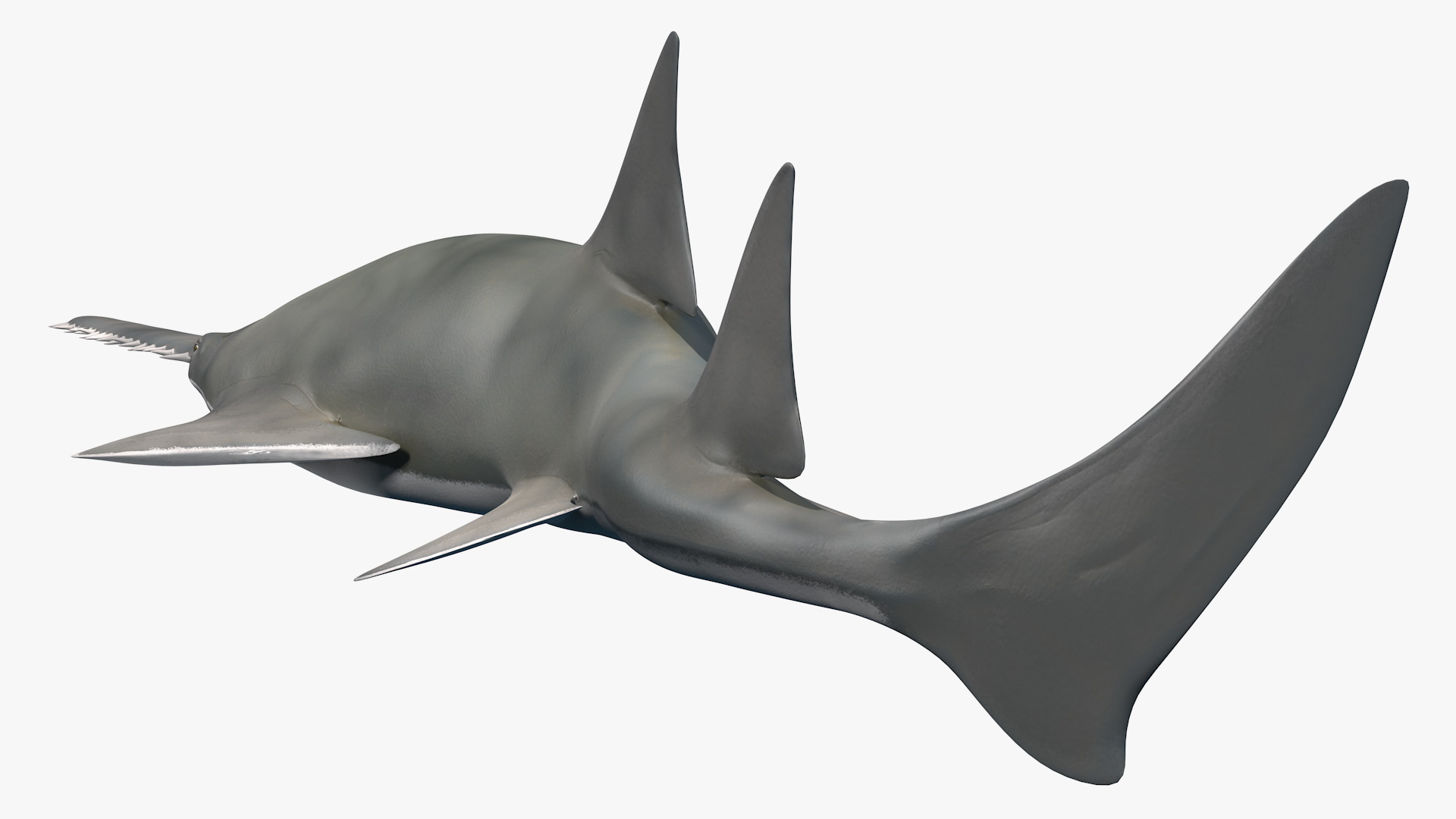 Sawfish Attack Pose 3D model