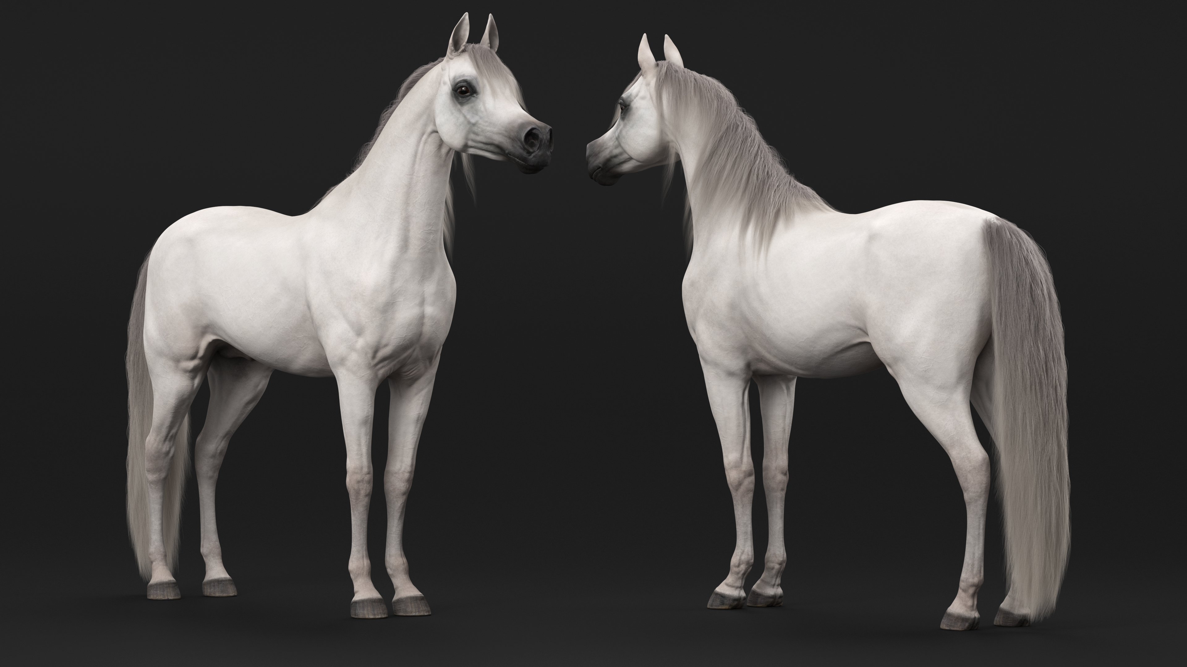 3D model Arabian Horse White Fur Rigged