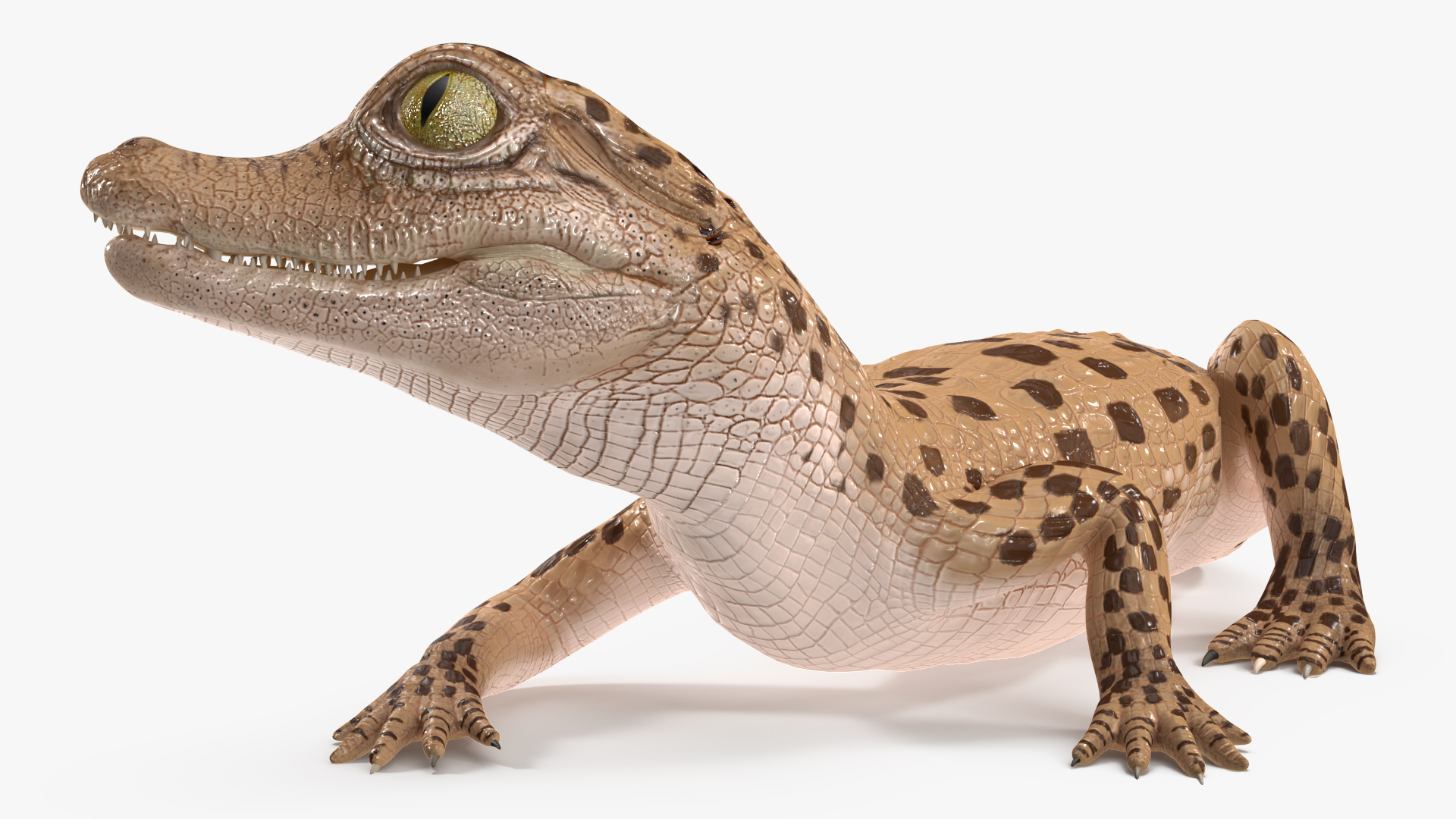 Baby Crocodile Light Color Rigged for Cinema 4D 3D