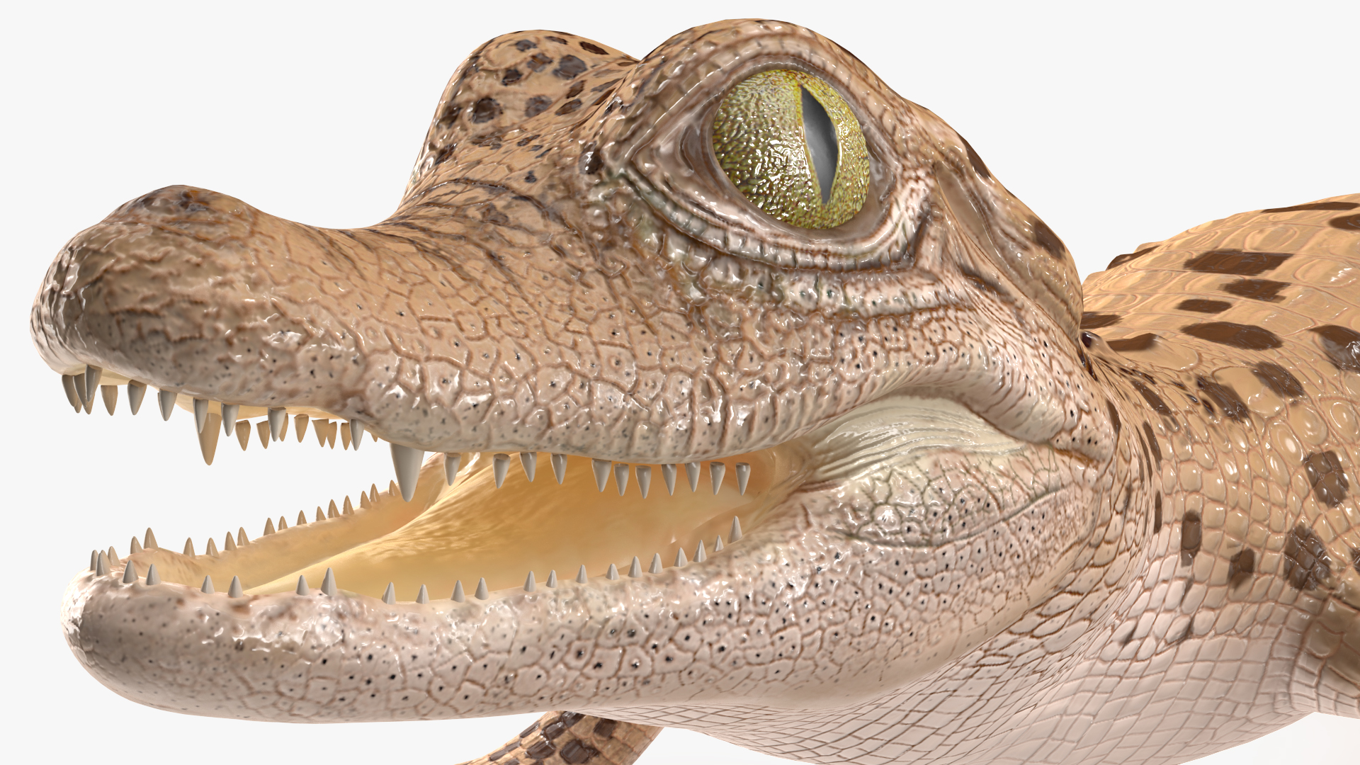 Baby Crocodile Light Color Rigged for Cinema 4D 3D