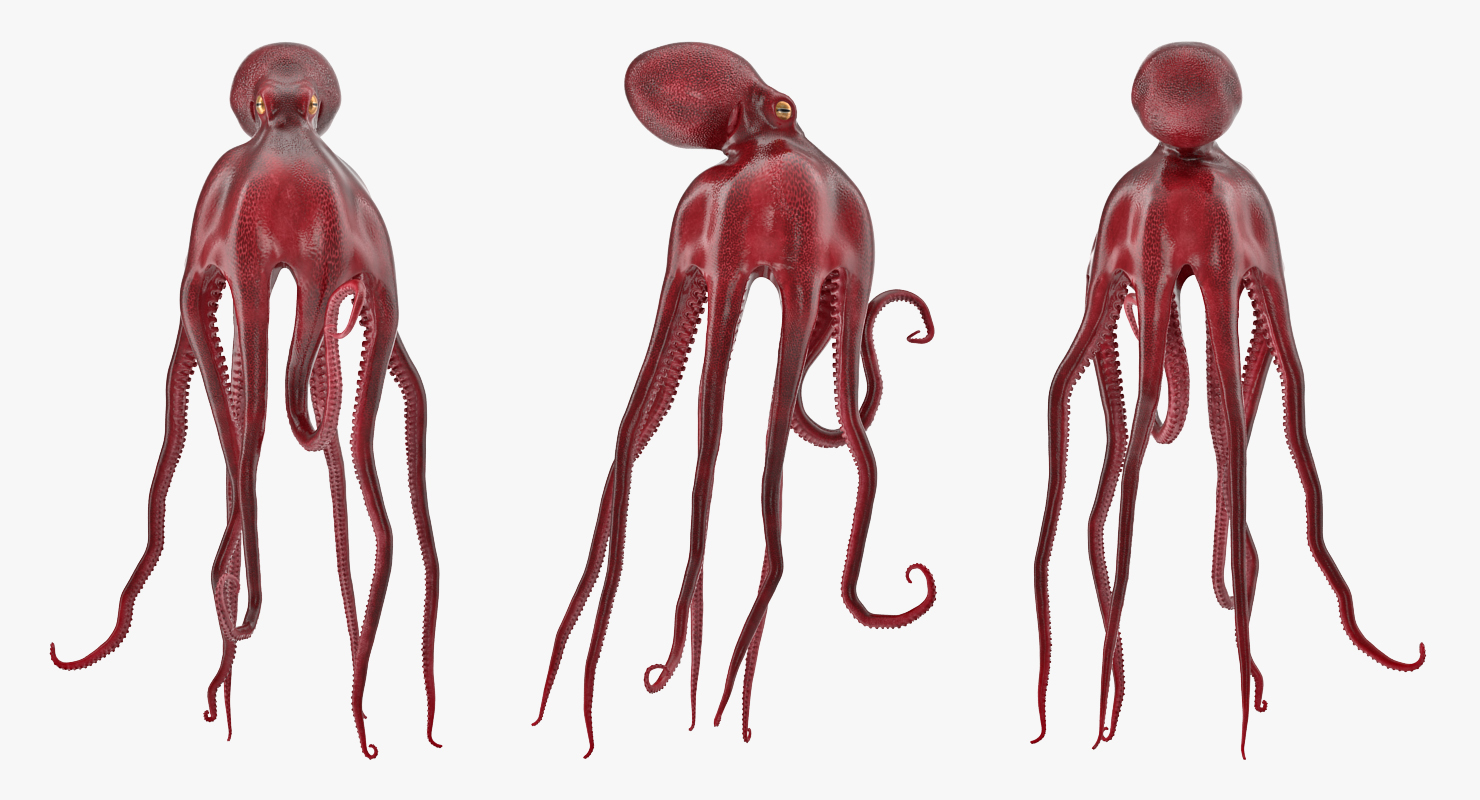 3D Octopus Vulgaris Rigged model