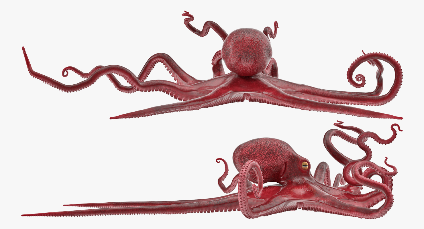 3D Octopus Vulgaris Rigged model