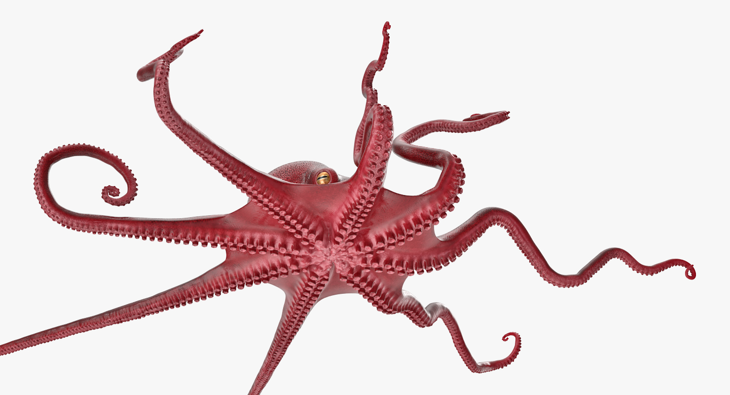 3D Octopus Vulgaris Rigged model