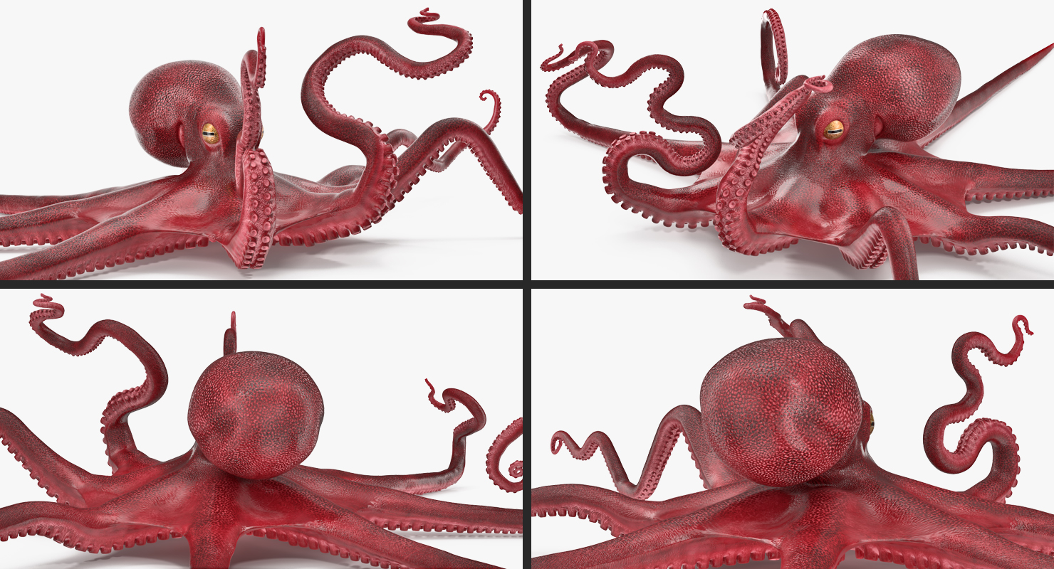 3D Octopus Vulgaris Rigged model