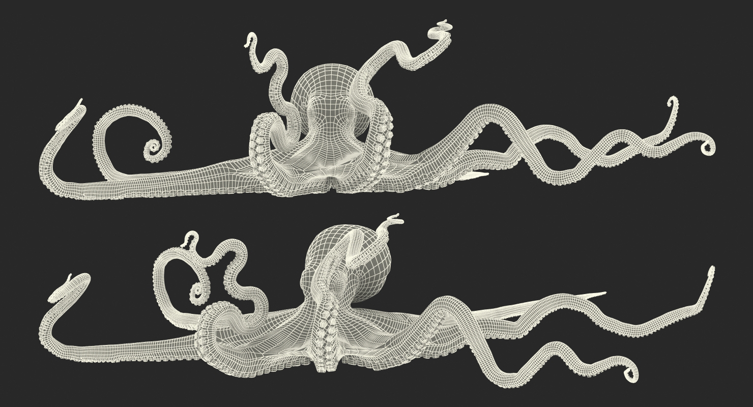 3D Octopus Vulgaris Rigged model