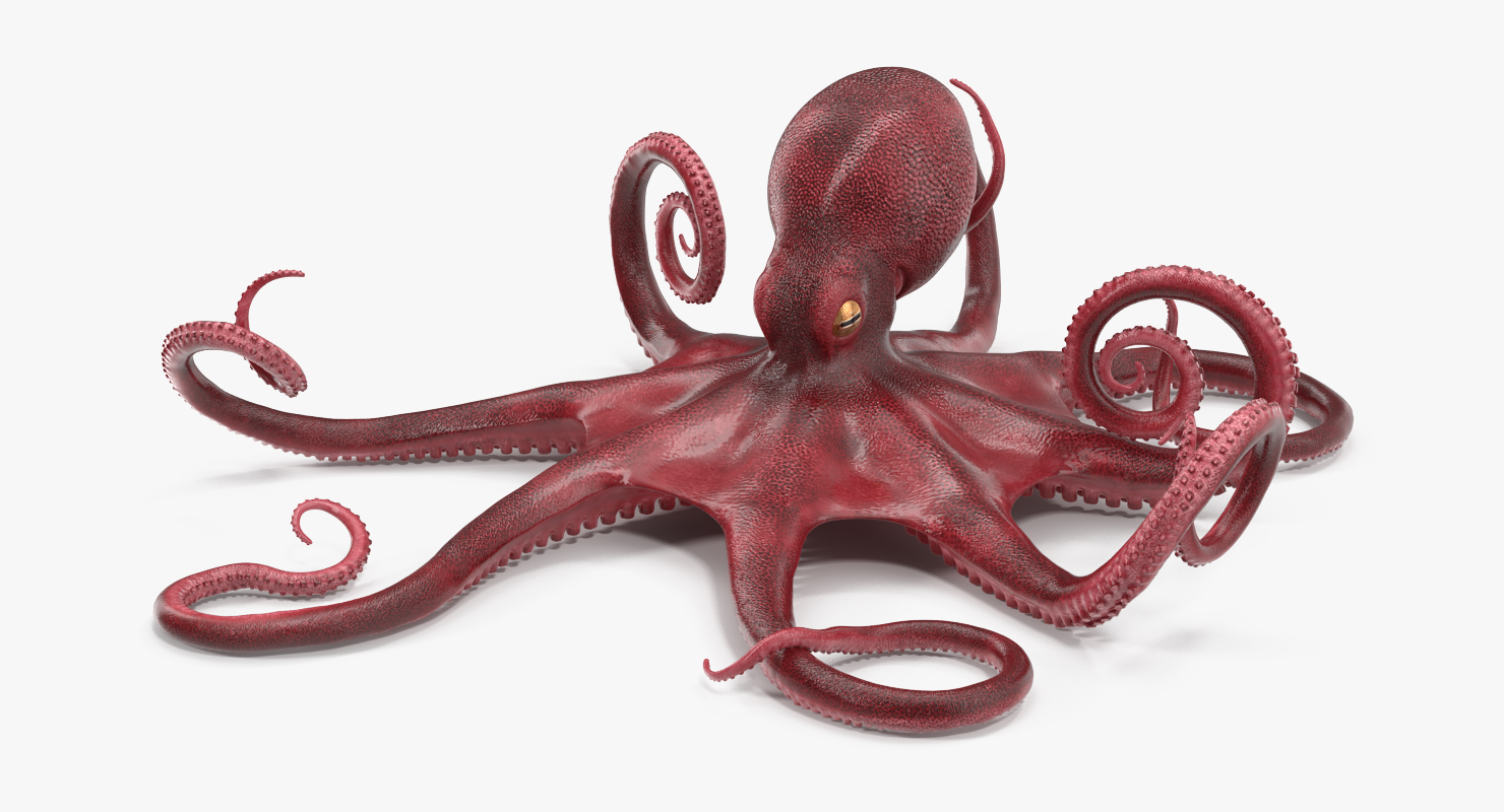 3D Octopus Vulgaris Rigged model