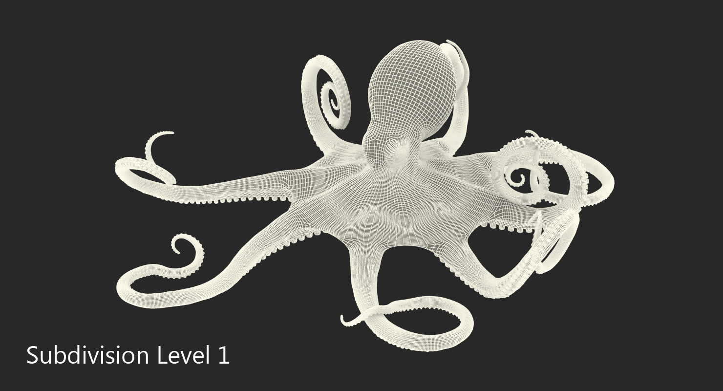 3D Octopus Vulgaris Rigged model