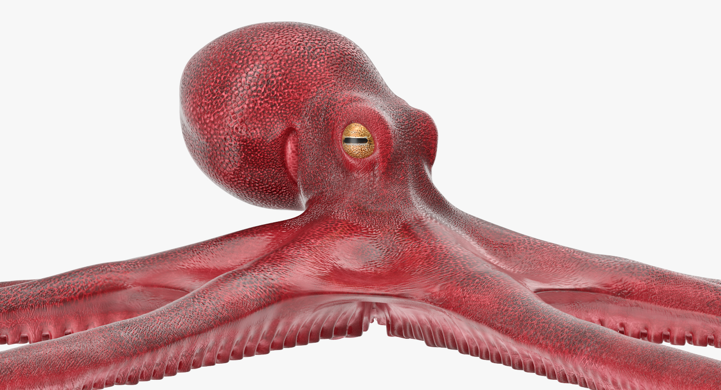 3D Octopus Vulgaris Rigged model