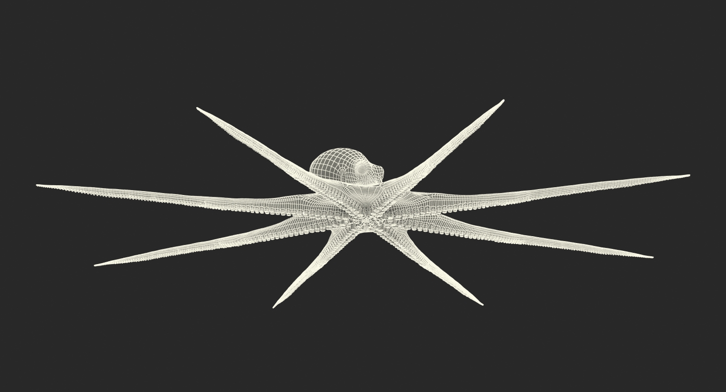 3D Octopus Vulgaris Rigged model