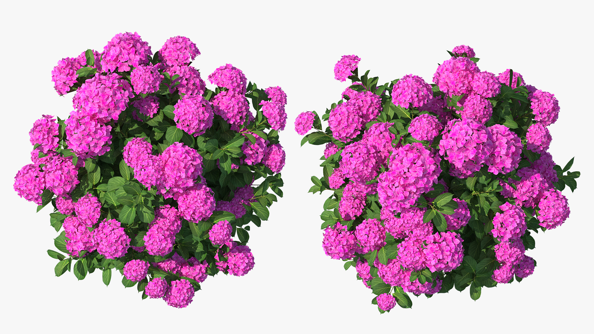 3D Hydrangea Macrophylla Pink Annabelle