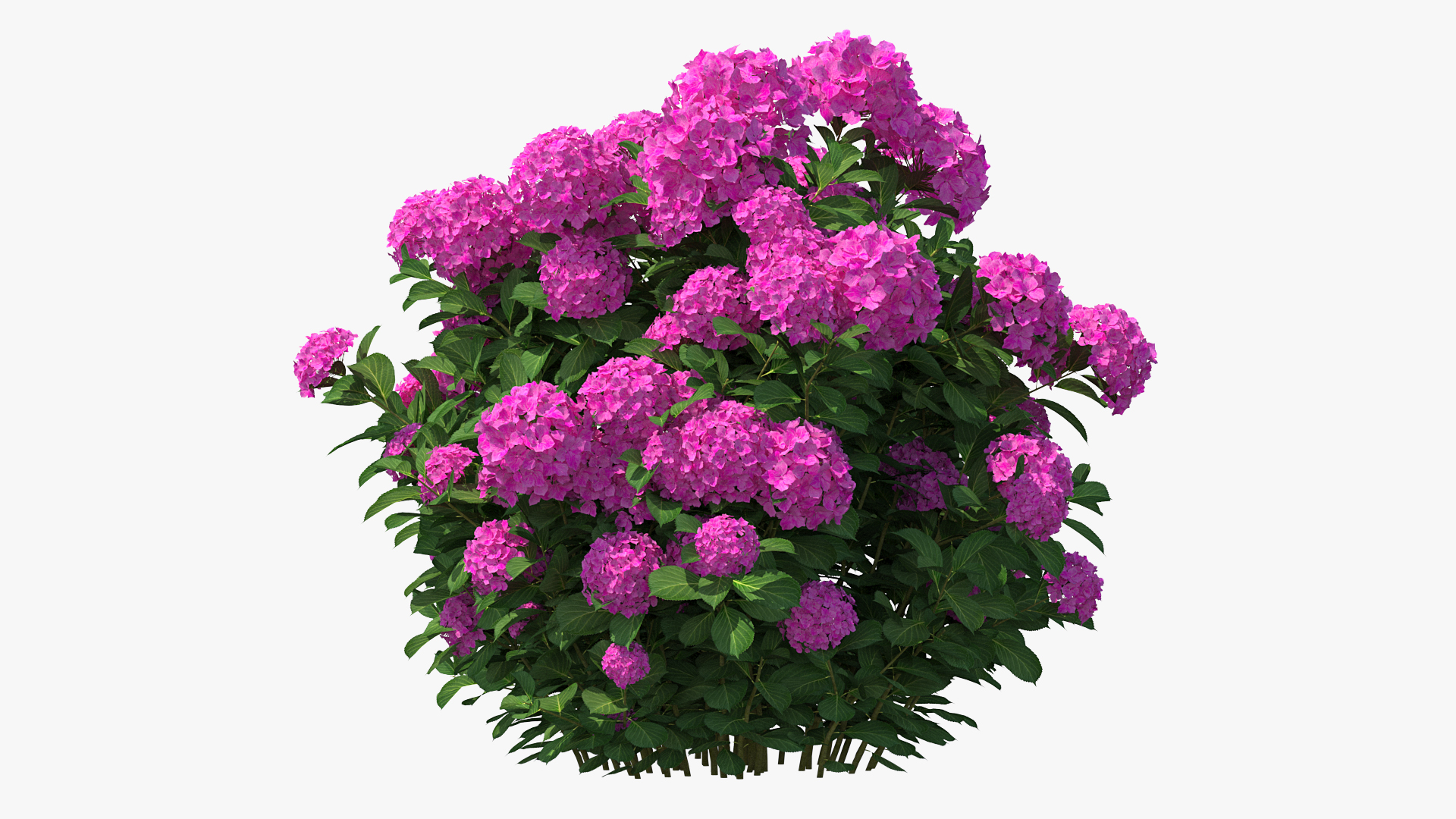 3D Hydrangea Macrophylla Pink Annabelle