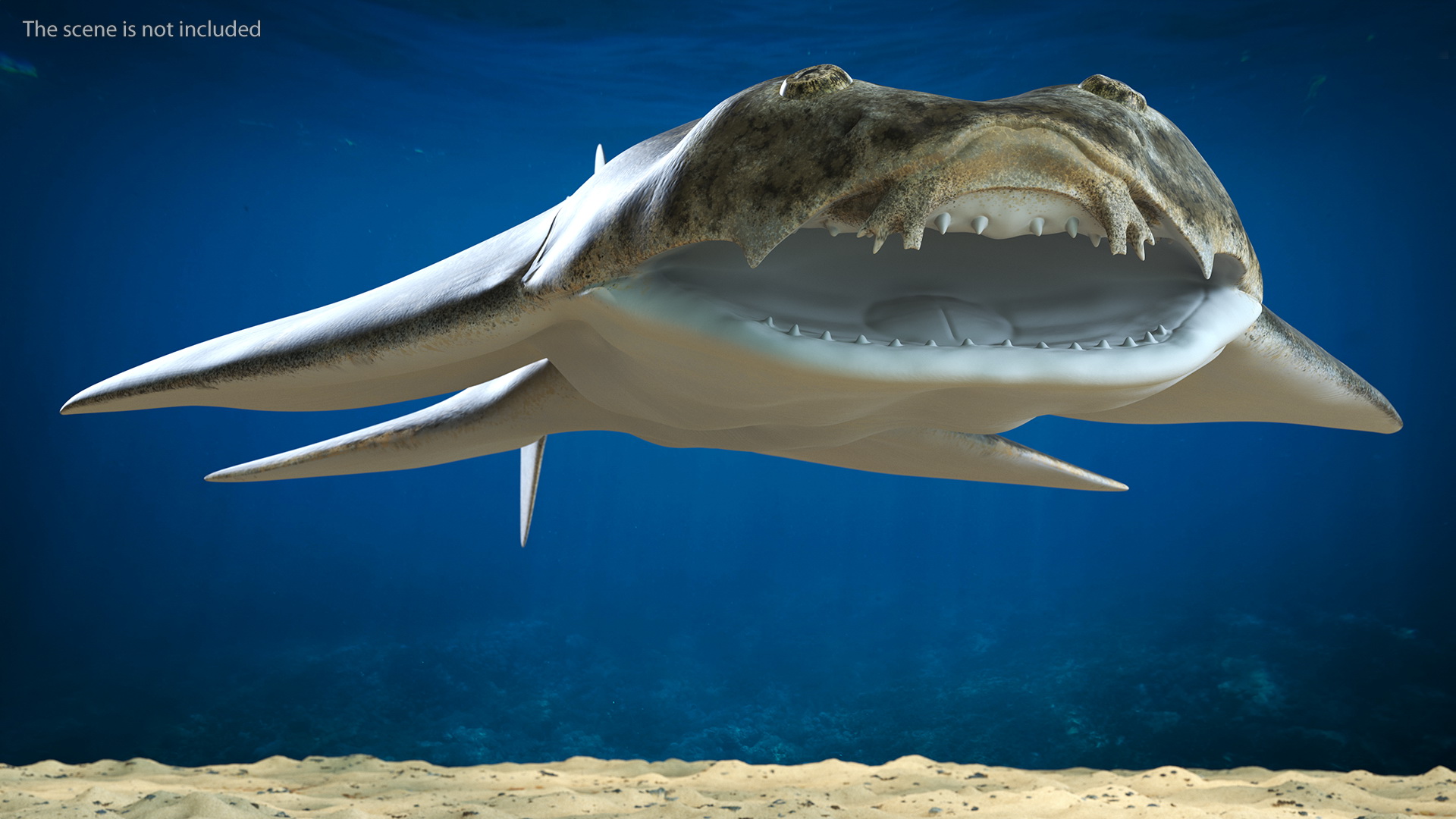 3D Angel Shark