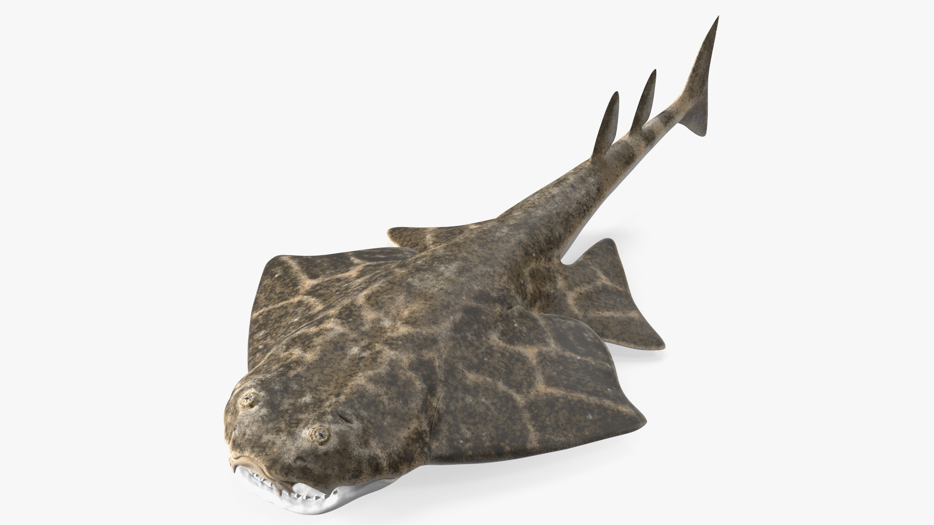 3D Angel Shark