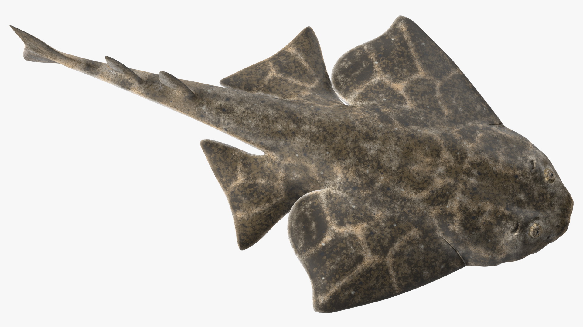 3D Angel Shark