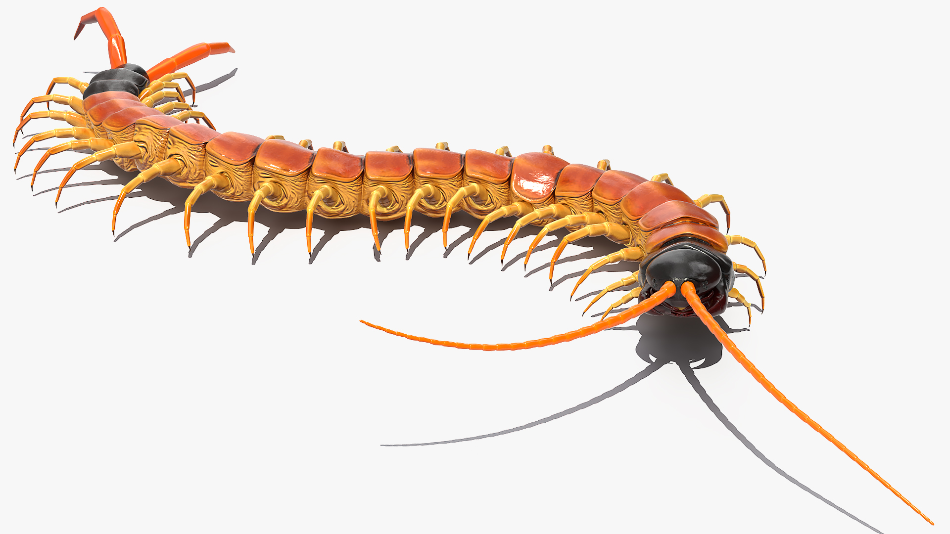 3D Scolopendra Heros Arizona Giant Centipede Rigged model