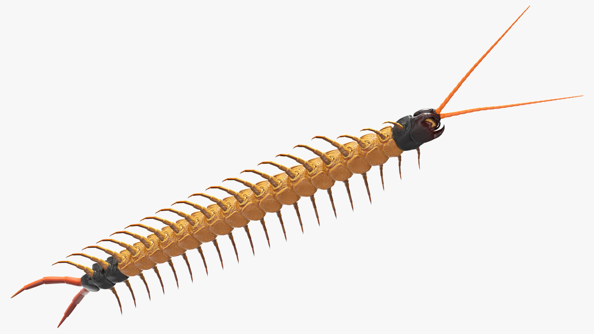 3D Scolopendra Heros Arizona Giant Centipede Rigged model