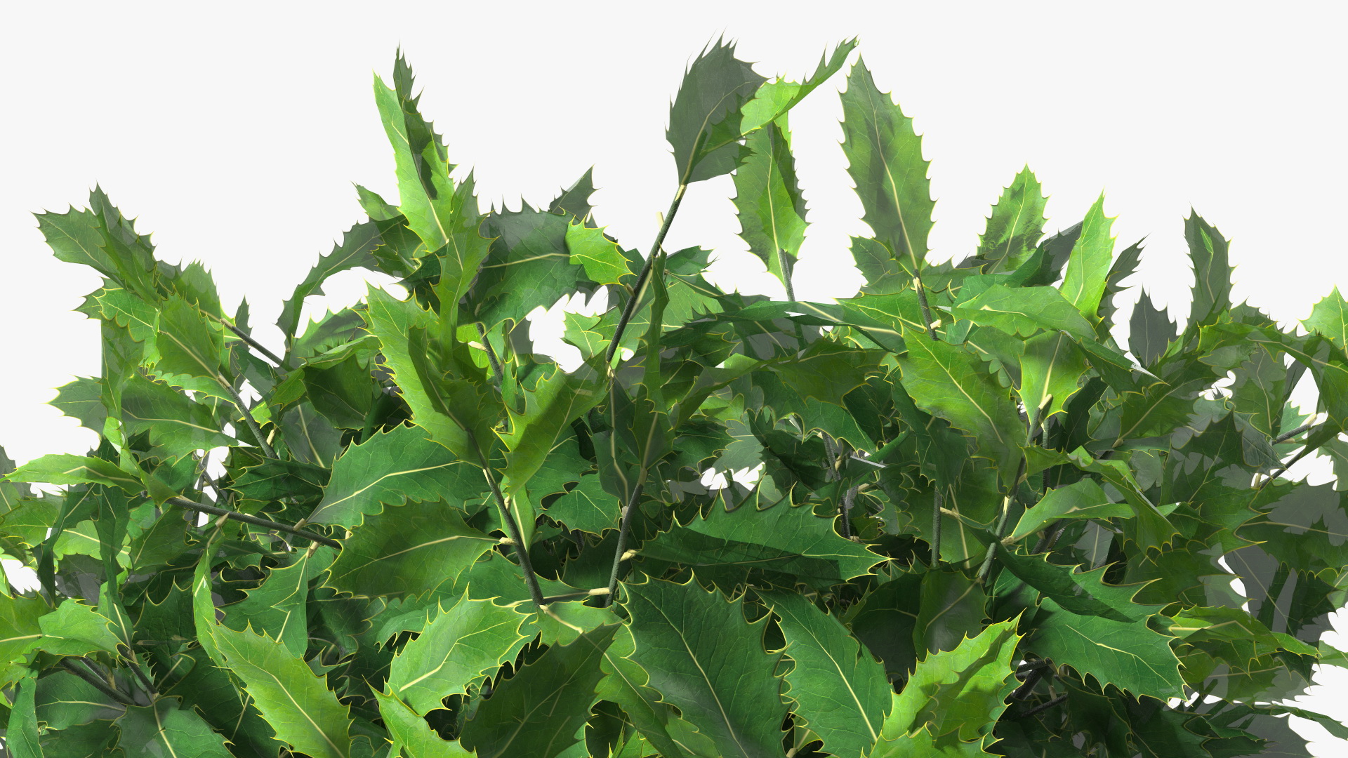 Holly Plant Green 3D