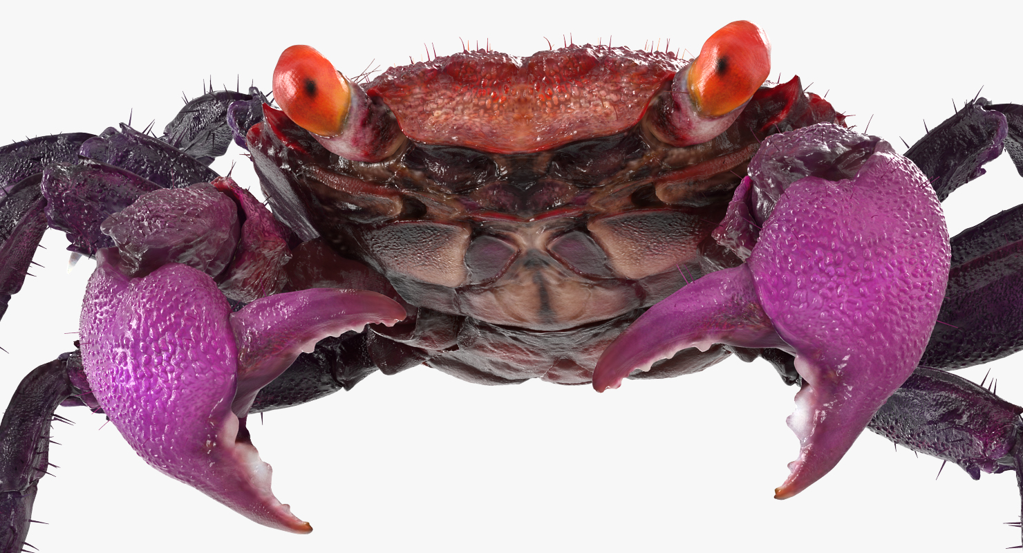 3D Vampire Crab Geosesarma Dennerle with Fur