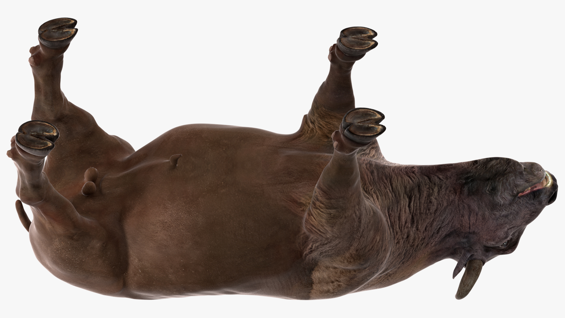 American Bison Bull 3D model