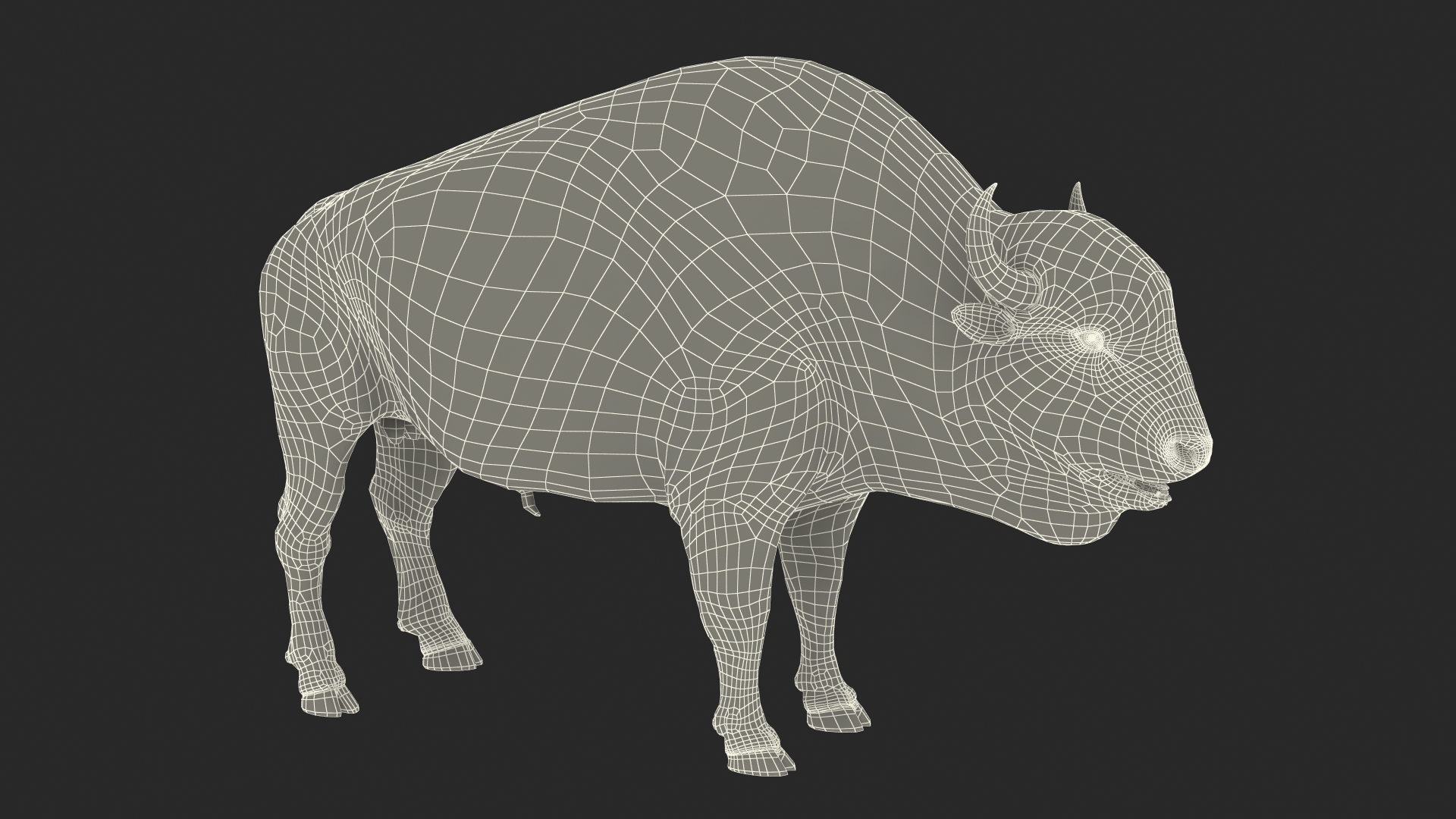 American Bison Bull 3D model