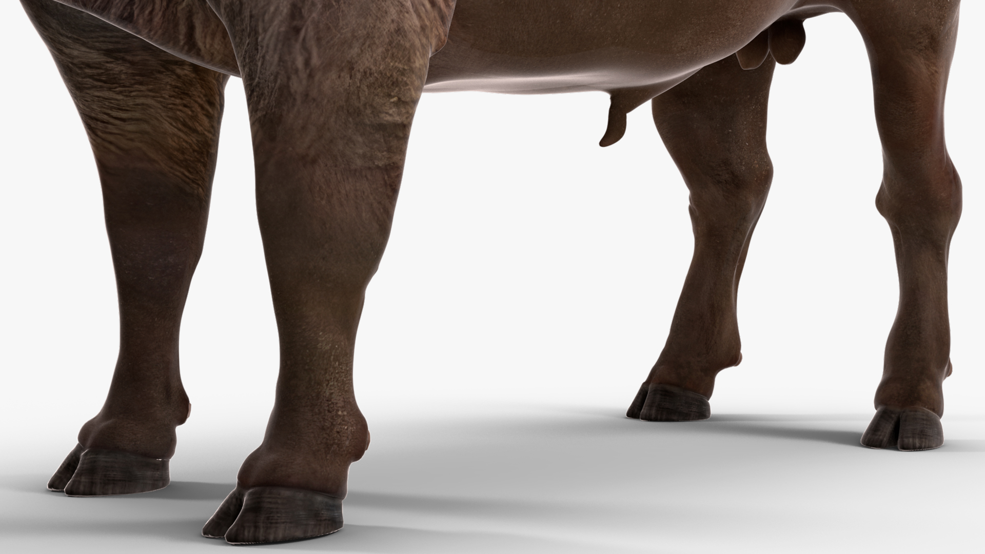 American Bison Bull 3D model