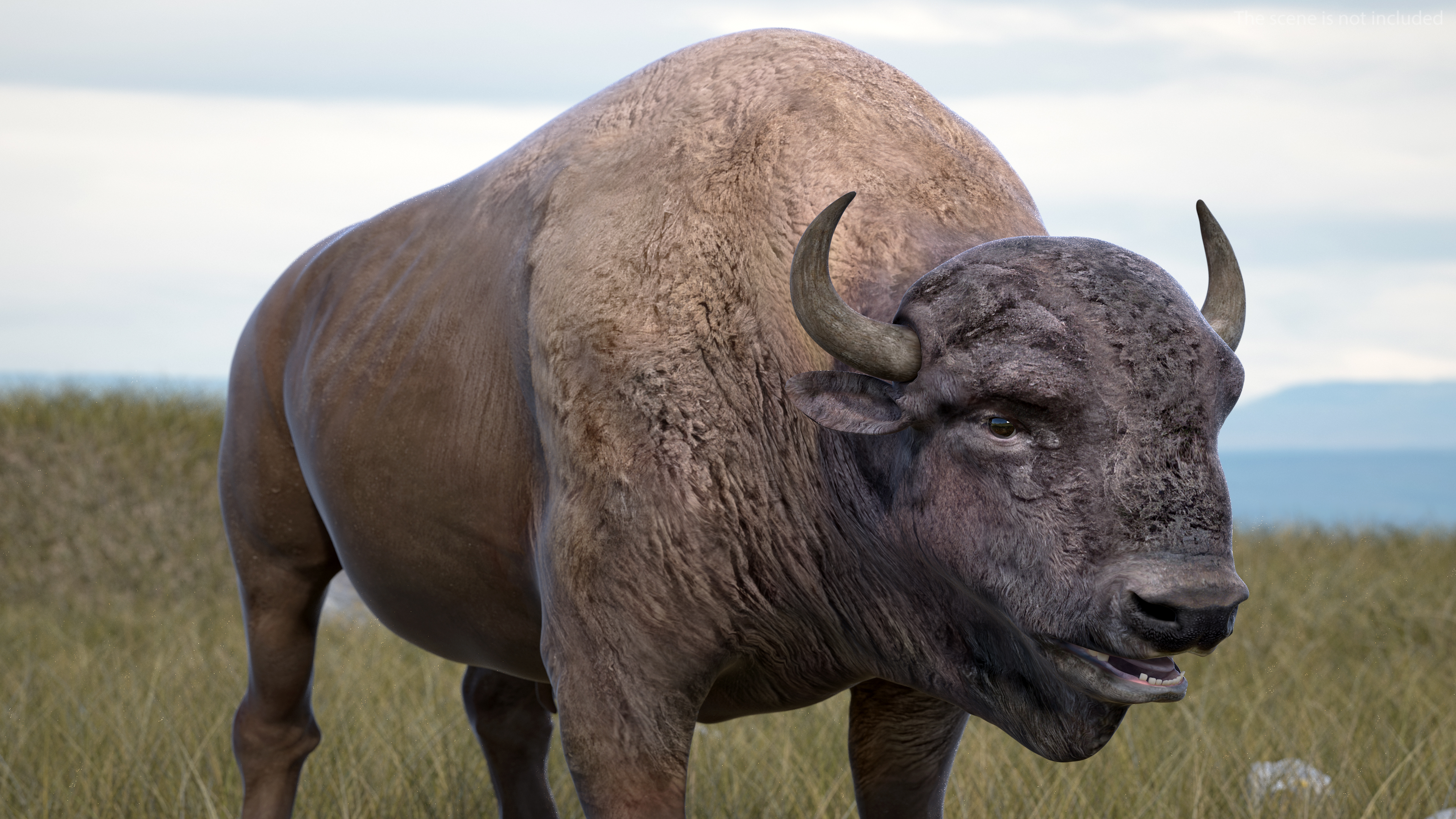 American Bison Bull 3D model