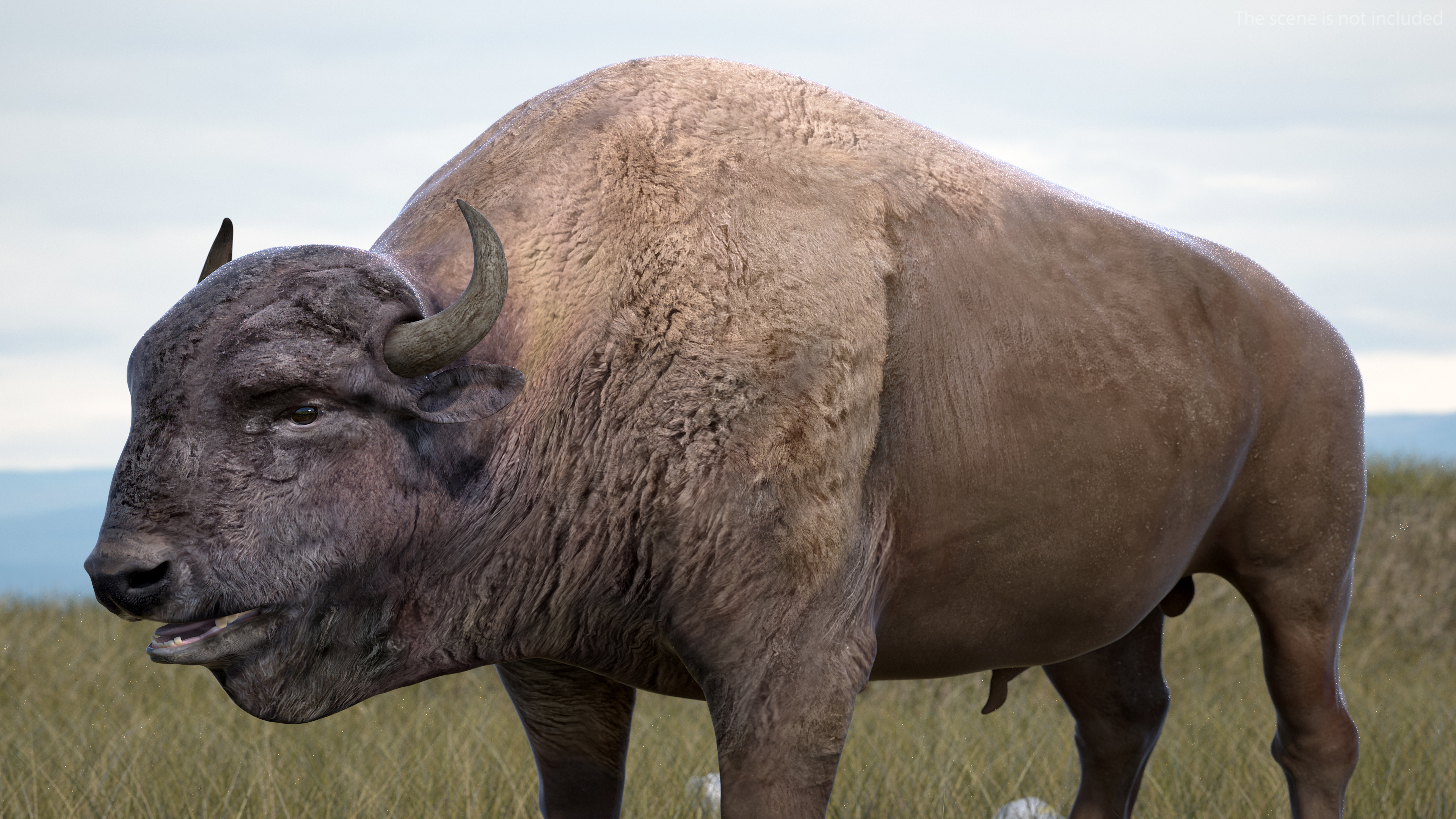 American Bison Bull 3D model