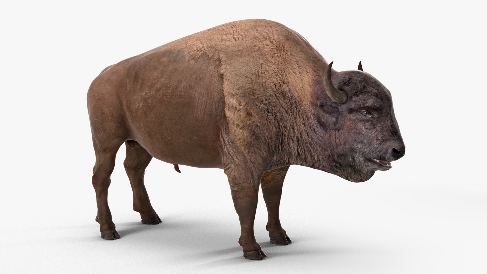 American Bison Bull 3D model