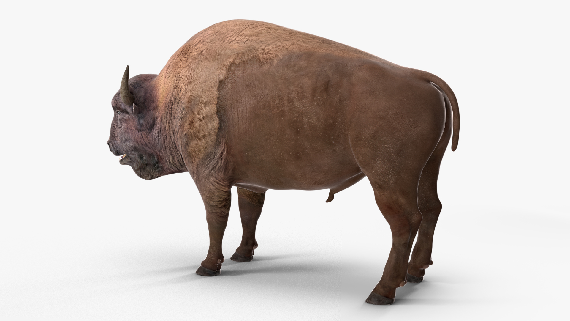 American Bison Bull 3D model