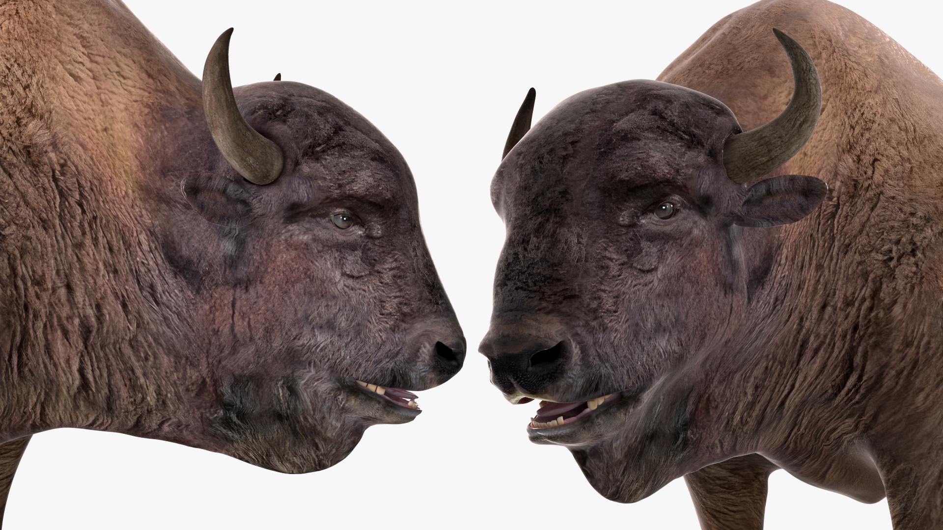 American Bison Bull 3D model