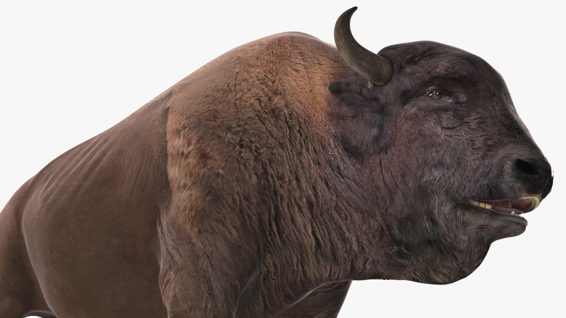 American Bison Bull 3D model