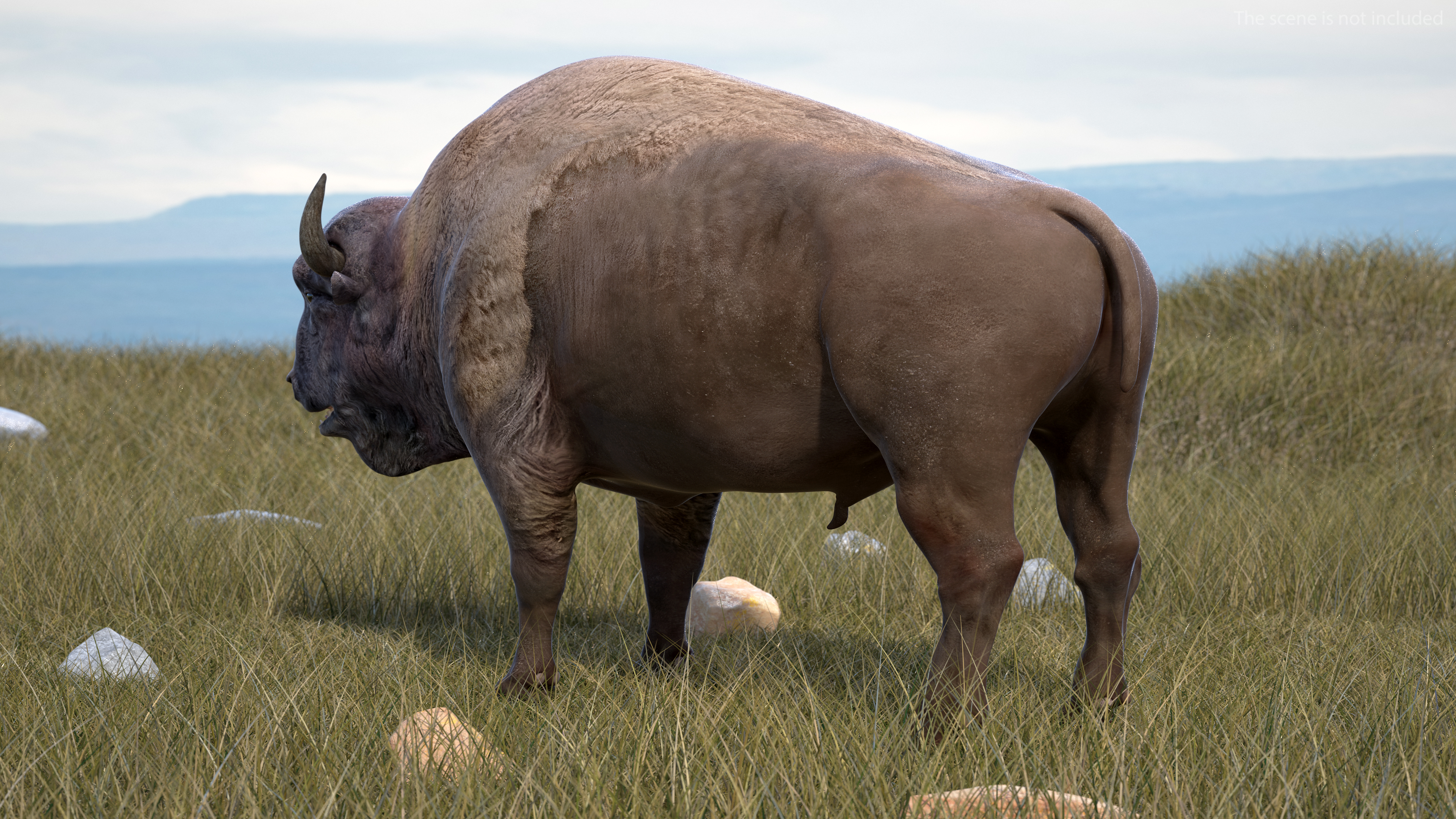 American Bison Bull 3D model