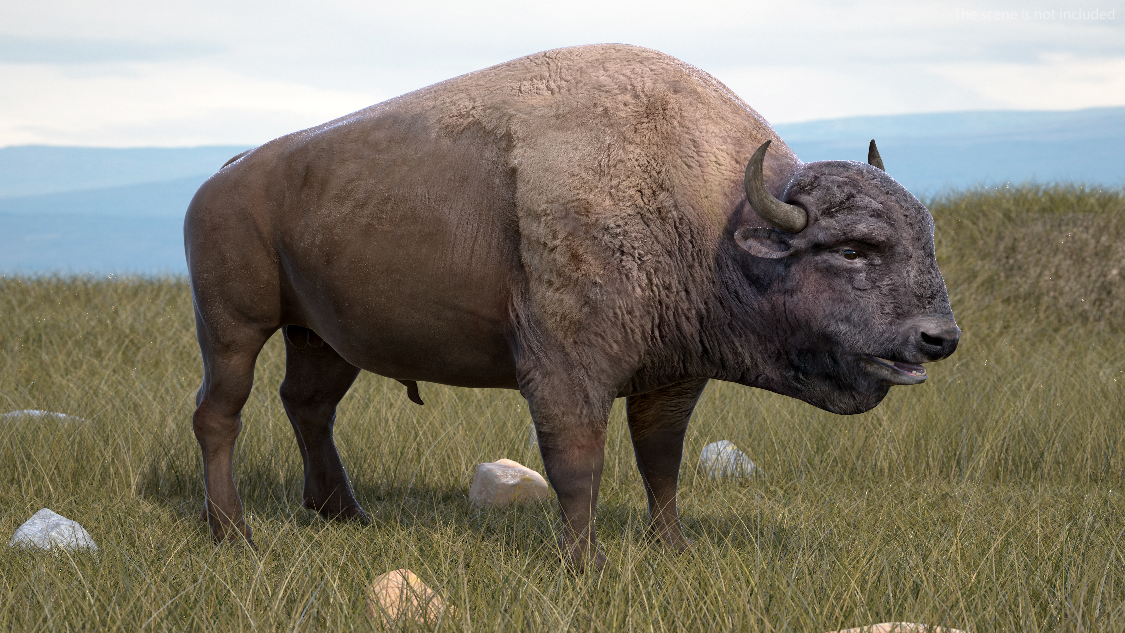 American Bison Bull 3D model